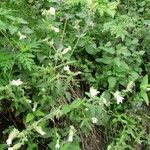 Silene latifoliaFleur