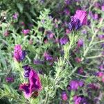 Echium creticum Flower