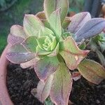 Aeonium leucoblepharum Liść