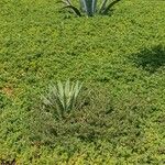 Carpobrotus chilensis Hoja