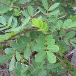 Senna pendula Leaf