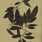 Ocotea neesiana Hoja