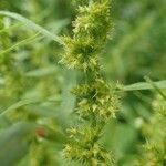 Rumex maritimus Gyümölcs