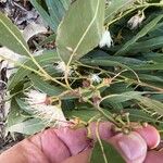 Eucalyptus tereticornis Fruit