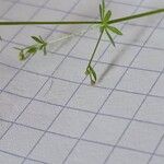 Galium parisiense Fruit