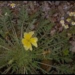 Oenothera primiveris Celota