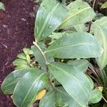 Costus afer Φύλλο