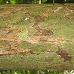 Eschweilera parviflora Bark