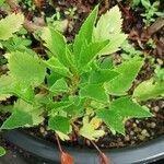 Pelargonium cucullatum Blad