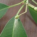 Photinia serratifolia Fruit