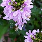 Scaevola aemula Floare