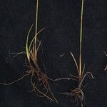 Juncus thomsonii Агульны выгляд