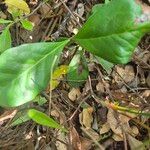 Euclea divinorum Leaf