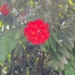 Brownea grandiceps Flower