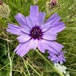 Catananche caeruleaКвітка