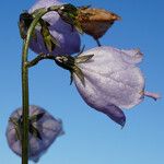 Adenophora liliifolia Blomst