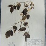 Clematis buchananiana Otro