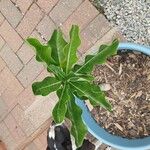 Adenium multiflorum Leaf