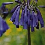 Agapanthus inapertus