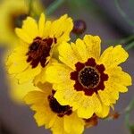 Coreopsis tinctoria Цвят