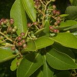 Zanthoxylum schreberi Vrucht