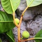 Ficus maxima Bark