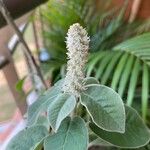 Croton flavens Blomma