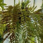 Drynaria rigidula Plante entière