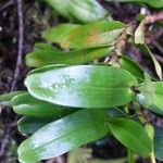 Angraecum corrugatum Лист