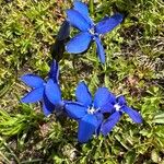 Gentiana bavarica Cvet