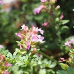 Teucrium chamaedrysFlors