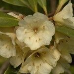 Rhododendron album