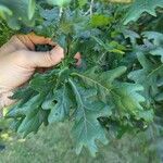 Quercus × rosacea Hoja