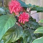 Justicia carnea Blad