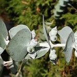 Eucalyptus pulverulenta Blomst