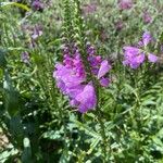 Physostegia virginianaപുഷ്പം