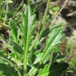 Biscutella arvernensis Jani
