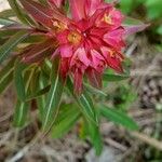 Euphorbia griffithii Flor