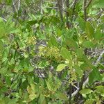 Laguncularia racemosa Floare