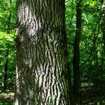 Quercus robur Bark