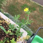 Potentilla neglecta Frunză