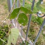 Rubus scaberFulla