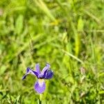 Iris versicolor Flower
