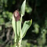 Reichardia intermedia Leaf