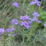 Verbena bipinnatifidaFlower