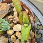 Aloe petrophila Folha