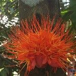 Brownea macrophylla Flower