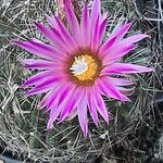 Escobaria vivipara Flower