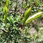 Cytisus spinosus Leht