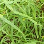 Euthamia graminifolia Leaf